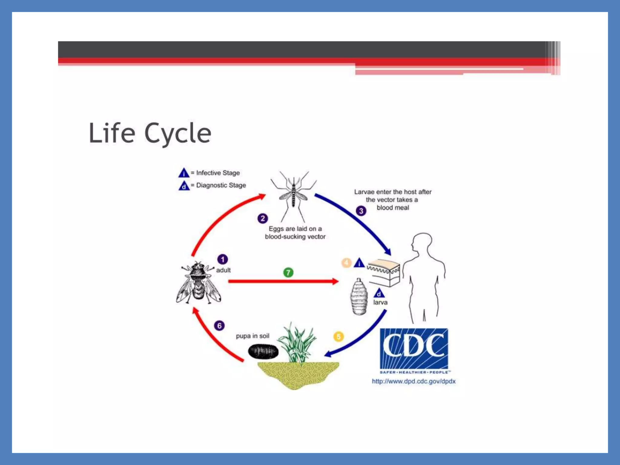 MYIASIS AND MAGGOT THERAPY.ppt