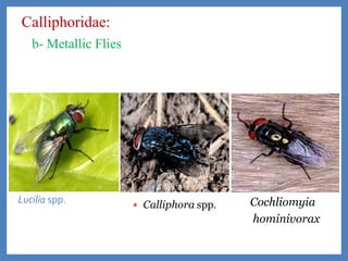 Calliphoridae:
b- Metallic Flies
Lucilia spp. Cochliomyia
hominivorax
 