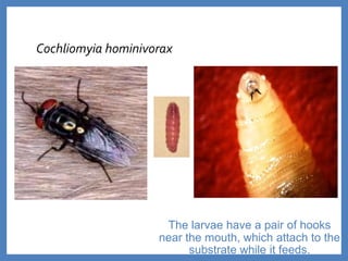 Cochliomyia hominivorax
The larvae have a pair of hooks
near the mouth, which attach to the
substrate while it feeds.
 