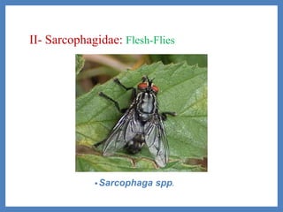 II- Sarcophagidae: Flesh-Flies
•Sarcophaga spp.
 