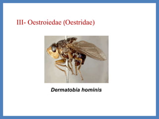 III- Oestroiedae (Oestridae)
Dermatobia hominis
 