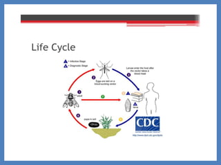 MYIASIS AND MAGGOT THERAPY.ppt