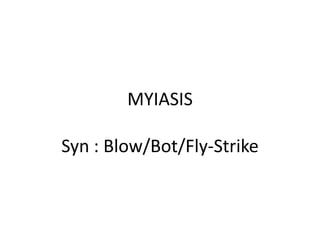 MYIASIS
Syn : Blow/Bot/Fly-Strike

 