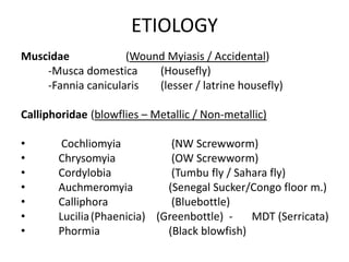 ETIOLOGY
Muscidae
(Wound Myiasis / Accidental)
-Musca domestica
(Housefly)
-Fannia canicularis
(lesser / latrine housefly)
Calliphoridae (blowflies – Metallic / Non-metallic)

•
•
•
•
•
•
•

Cochliomyia
(NW Screwworm)
Chrysomyia
(OW Screwworm)
Cordylobia
(Tumbu fly / Sahara fly)
Auchmeromyia
(Senegal Sucker/Congo floor m.)
Calliphora
(Bluebottle)
Lucilia (Phaenicia) (Greenbottle) MDT (Serricata)
Phormia
(Black blowfish)

 