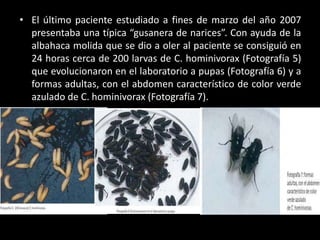 • El último paciente estudiado a fines de marzo del año 2007
presentaba una típica “gusanera de narices”. Con ayuda de la
albahaca molida que se dio a oler al paciente se consiguió en
24 horas cerca de 200 larvas de C. hominivorax (Fotografía 5)
que evolucionaron en el laboratorio a pupas (Fotografía 6) y a
formas adultas, con el abdomen característico de color verde
azulado de C. hominivorax (Fotografía 7).
 