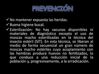 No mantener expuesta las heridas.
Buena higiene bucal.
Esterilización: No hay vacunas disponibles ni
materiales de diagnóstico excepto el uso de
moscas macho esterilizadas en la técnica del
insecto estéril (SIT). En esta técnica, se liberan al
medio de forma secuencial un gran número de
moscas macho estériles cuyo acoplamiento con
las hembras produce huevos no fertilizados, lo
que conduce a una reducción inicial de la
población y, progresivamente, a la erradicación.
 