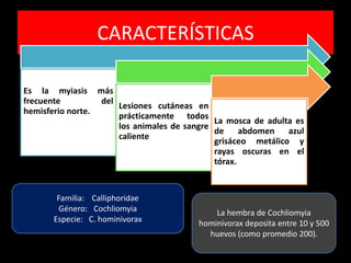 CARACTERÍSTICAS
Es la myiasis más
frecuente del
hemisferio norte.
Lesiones cutáneas en
prácticamente todos
los animales de sangre
caliente
La mosca de adulta es
de abdomen azul
grisáceo metálico y
rayas oscuras en el
tórax.
Familia: Calliphoridae
Género: Cochliomyia
Especie: C. hominivorax
La hembra de Cochliomyia
hominivorax deposita entre 10 y 500
huevos (como promedio 200).
 