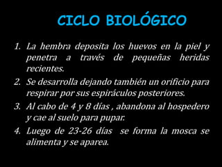 CICLO BIOLÓGICO
1. La hembra deposita los huevos en la piel y
penetra a través de pequeñas heridas
recientes.
2. Se desarrolla dejando también un orificio para
respirar por sus espiráculos posteriores.
3. Al cabo de 4 y 8 días , abandona al hospedero
y cae al suelo para pupar.
4. Luego de 23-26 días se forma la mosca se
alimenta y se aparea.
 
