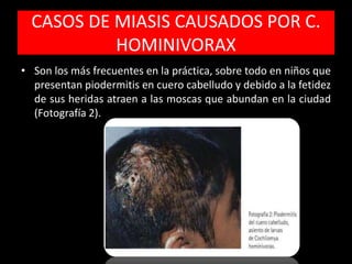 CASOS DE MIASIS CAUSADOS POR C.
HOMINIVORAX
• Son los más frecuentes en la práctica, sobre todo en niños que
presentan piodermitis en cuero cabelludo y debido a la fetidez
de sus heridas atraen a las moscas que abundan en la ciudad
(Fotografía 2).
 