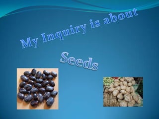 My Inquiry is about Seeds 