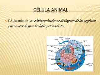 CÉLULA ANIMAL
 Célula animal: Las célulasanimalessedistinguendelasvegetales
porcarecerdeparedcelulary cloroplastos.
 