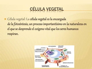 CÉLULA VEGETAL
 Célula vegetal: La célula vegetal es la encargada
de la fotosíntesis, un proceso importantísimo en la naturaleza en
el que se desprende el oxígeno vital que los seres humanos
respiran.
 