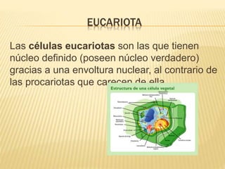 EUCARIOTA
Las células eucariotas son las que tienen
núcleo definido (poseen núcleo verdadero)
gracias a una envoltura nuclear, al contrario de
las procariotas que carecen de ella.
 