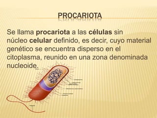 PROCARIOTA
Se llama procariota a las células sin
núcleo celular definido, es decir, cuyo material
genético se encuentra disperso en el
citoplasma, reunido en una zona denominada
nucleoide.
 