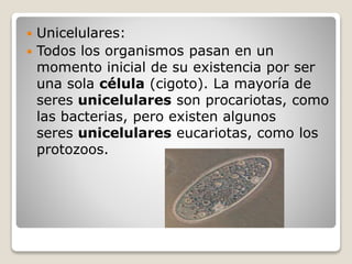  Unicelulares:
 Todos los organismos pasan en un
momento inicial de su existencia por ser
una sola célula (cigoto). La mayoría de
seres unicelulares son procariotas, como
las bacterias, pero existen algunos
seres unicelulares eucariotas, como los
protozoos.
 