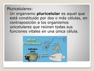 Pluricelulares:
 Un organismo pluricelular es aquel que
está constituido por dos o más células, en
contraposición a los organismos
unicelulares que reúnen todas sus
funciones vitales en una única célula.
 