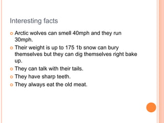 Arctic wolves have a bushy tail and black spots on their body.