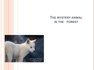 The mystery animal in the   forest 