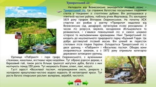 Неподалік від Вознесенська знаходиться лісовий оазис –
Трикратський ліс. Це справжнє багатство посушливих південних
степів у поєднанні зі столітніми дубами. Він розташувався у
північній частині району, поблизу річки Мертвовод. Ліс закладено
1819 року графом Віктором Скаржинським. На початку ХІХ
сторіччя він розбив у маєтку «Трикрати» недалеко від
Вознесенська сад, дендрарій, організував лісові розсадники. З
часом ліс розрісся, змужнів, насадження збільшувалися та
розвивалися, і з'явився повноцінний ліс зі своєю цікавою
історією та мальовничими краєвидами. Нині Трикратський ліс
входить до національного природного парку «Бузький Гард». Це
добре доглянутий лісовий масив. Він цінний як первісток
степових лісів півдня України. Складається Трикратський ліс з
двох урочищ – «Лабіринт» і «Василева пасіка». Обидва вони
охороняються законом, а з 1972 року отримали категорію
державних заповідних урочищ.
Трикратський ліс
Урочище «Лабіринт» – парк графа Скаржинського, з вузенькими
стежками, каналами, містками через водойми. Тут зібрано рідкісні дерева, є
березовий гай, також росте більше трьохсот могутніх дубів, багато з них
налічують понад 150 років. Тут мешкають бізони, олені, лані, косулі.
Густі зарості «Василевої пасіки», нагромадження скель, джерела з
холодною кришталево-чистою водою надають їй неповторної краси. Тут
росте багато лікарських рослин: валеріана, звіробій, чистотіл.
 