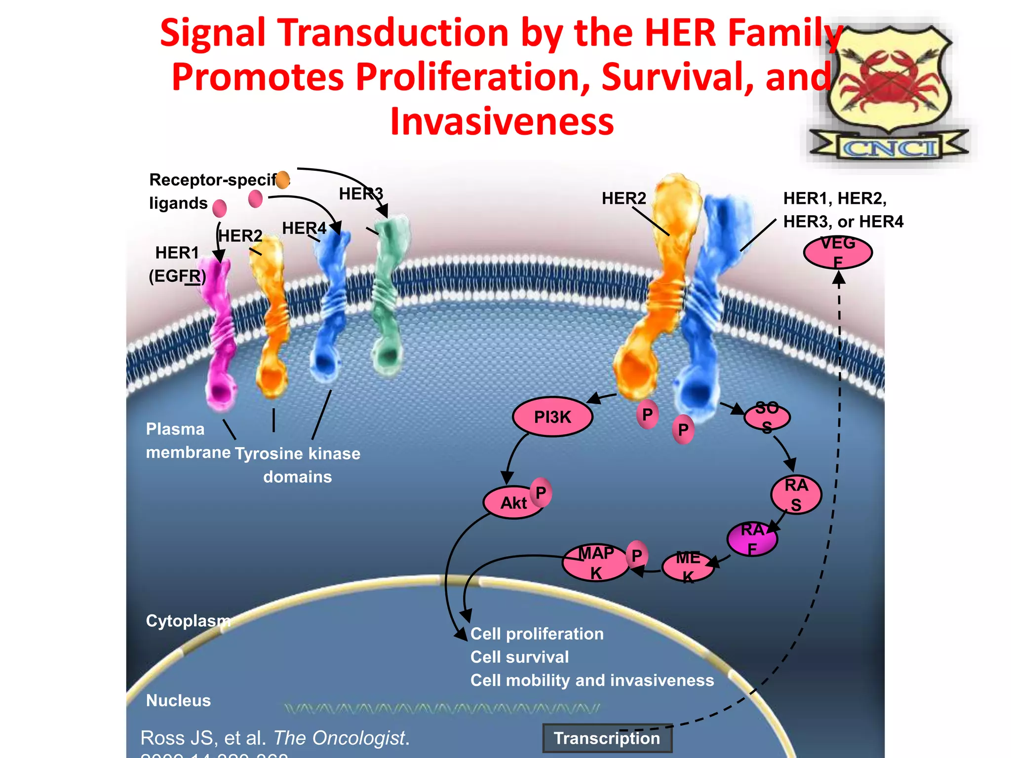 Management of Metastatic Her2 positive breast cancer | PPTX