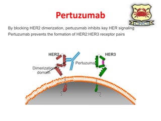Management of Metastatic Her2 positive breast cancer | PPTX