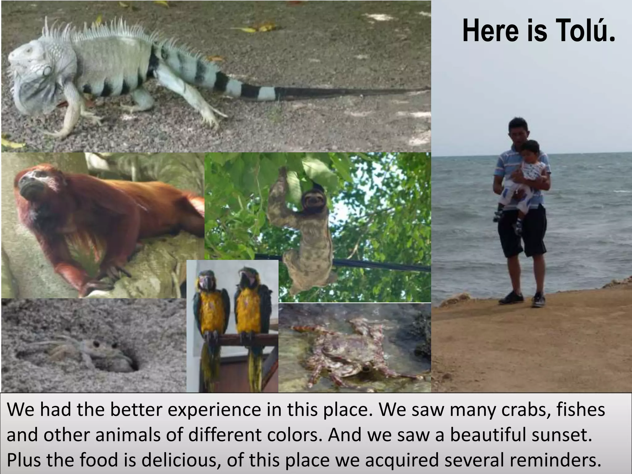 Here is Tolú.
We had the better experience in this place. We saw many crabs, fishes
and other animals of different colors. And we saw a beautiful sunset.
Plus the food is delicious, of this place we acquired several reminders.