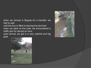 when we arrived in Bogota for a transfer, we 
had to wait 
until the bus is filled to leaving the terminal. 
when we were on the road, we encountered a 
traffic jam for almost an hour. 
upon arrival, we got in a very colorful and big 
goat. 
 