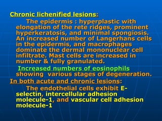 <ul><li>Chronic lichenified lesions :   </li></ul><ul><li>The epidermis : hyperplastic with elongation of the rete ridges,...
