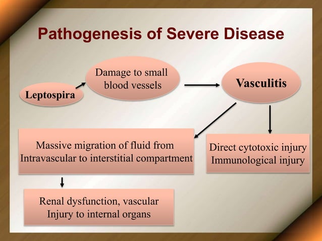 Leptospirosis PPT