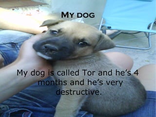 My dog My dog is called Tor and he’s 4 months and he’s very destructive.  
