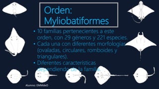 Orden:
Myliobatiformes
• 10 familias pertenecientes a este
orden, con 29 géneros y 221 especies.
• Cada una con diferentes morfologías
(ovaladas, circulares, romboides y
triangulares).
• Diferentes características
dependiendo de la familia.
Alumno: EMMdeO
 