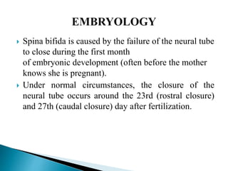  Spina bifida is caused by the failure of the neural tube
to close during the first month
of embryonic development (often before the mother
knows she is pregnant).
 Under normal circumstances, the closure of the
neural tube occurs around the 23rd (rostral closure)
and 27th (caudal closure) day after fertilization.
 