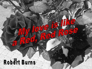My love is like a Red, Red Rose  Robert Burns 