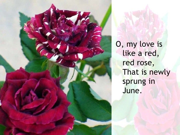 My Love Is Like A Red, Red Rose Noemi
