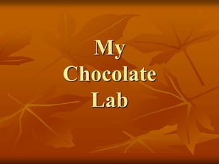 My
Chocolate
Lab
 