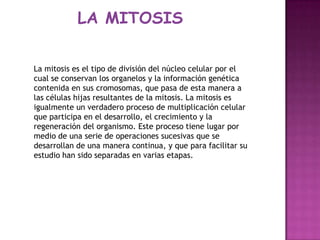 LA MITOSIS
La mitosis es el tipo de división del núcleo celular por el
cual se conservan los organelos y la información genética
contenida en sus cromosomas, que pasa de esta manera a
las células hijas resultantes de la mitosis. La mitosis es
igualmente un verdadero proceso de multiplicación celular
que participa en el desarrollo, el crecimiento y la
regeneración del organismo. Este proceso tiene lugar por
medio de una serie de operaciones sucesivas que se
desarrollan de una manera continua, y que para facilitar su
estudio han sido separadas en varias etapas.

 