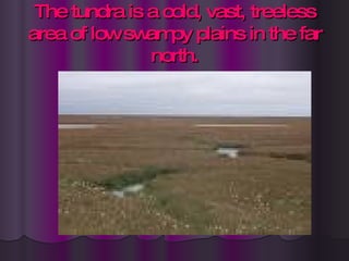 The tundra is a cold, vast, treeless area of low swampy plains in the far north. 
