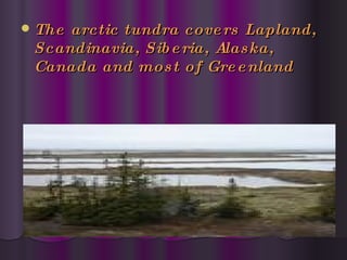 The arctic tundra covers Lapland, Scandinavia, Siberia, Alaska, Canada and most of Greenland 