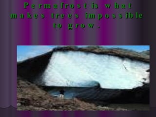 Permafrost is what makes trees impossible to grow.   