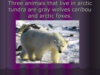 Three animals that live in arctic tundra are gray wolves caribou and arctic foxes. 