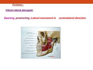 Funtions :
Inferior lateral pterygoid:
Opening ,protracting ,Lateral movement in contralateral direction
 
