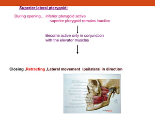 Superior lateral pterygoid:
During opening… inferior pterygoid active
superior pterygoid remains inactive
Become active only in conjunction
with the elevator muscles
Closing ,Retracting ,Lateral movement ipsilateral in direction
 