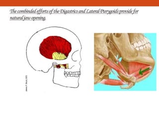 ThecombindedeffortsoftheDigastricsandLateralPterygoidsprovidefor
naturaljawopening.
 