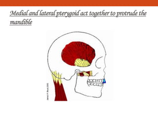 Medialand lateralpterygoidact togetherto protrude the
mandible
 