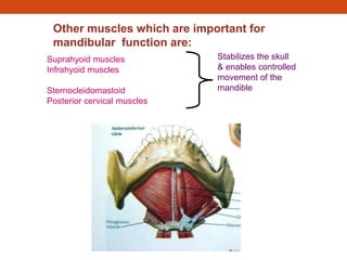 Other muscles which are important for
mandibular function are:
Suprahyoid muscles
Infrahyoid muscles
Sternocleidomastoid
Posterior cervical muscles
Stabilizes the skull
& enables controlled
movement of the
mandible
 
