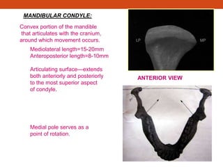 MANDIBULAR CONDYLE:
ANTERIOR VIEW
POSTERIOR VIEW
Convex portion of the mandible
that articulates with the cranium,
around which movement occurs.
Mediolateral length=15-20mm
Anteroposterior length=8-10mm
Articulating surface—extends
both anteriorly and posteriorly
to the most superior aspect
of condyle.
Medial pole serves as a
point of rotation.
 