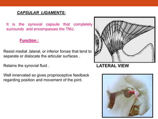 CAPSULAR LIGAMENTS:
It is the synovial capsule that completely
surrounds and encompasses the TMJ.
Function :
LATERAL VIEW
Resist medial ,lateral, or inferior forces that tend to
separate or dislocate the articular surfaces .
Retains the synovial fluid .
Well innervated so gives proprioceptive feedback
regarding position and movement of the joint.
 
