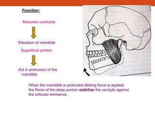 Function:
Masseter contracts
Elevation of mandible
Superficial portion
Aid in protrusion of the
mandible
When the mandible is protruded &biting force is applied,
the fibres of the deep portion stabilize the condyle against
the articular eminence.
 
