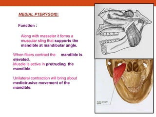 MEDIAL PTERYGOID:
Function :
Along with masseter it forms a
muscular sling that supports the
mandible at mandibular angle.
When fibers contract the mandible is
elevated.
Muscle is active in protruding the
mandible.
Unilateral contraction will bring about
mediotrusive movement of the
mandible.
 