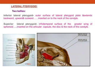LATERAL PTERYGOID:
Two bellies:
Inferior lateral pterygoid- outer surface of lateral pterygoid plate &extends
backward, upward& outward……inserted on to the neck of the condyle.
Superior lateral pterygoid- infratemporal surface of the greater wing of
sphenoid…..inserted on the articular capsule, the disc & the neck of the condyle.
 